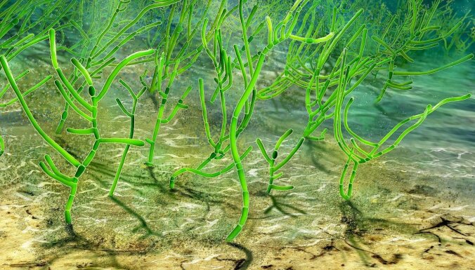 Atrasta visu augu 'senča' fosilija – miljardu gadu senas aļģes paliekas