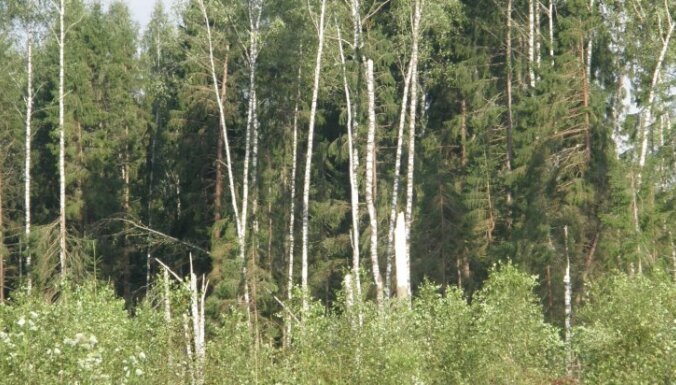 Сильный ветер поломал много деревьев по всей Латвии
