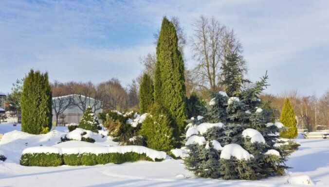 Kā ziemā pasargāt augus no aukstuma, kailsala un sniega