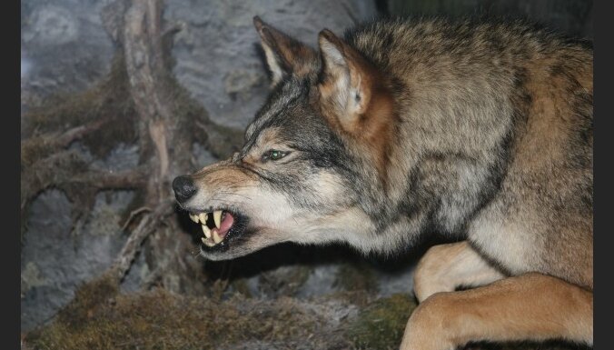 Под Валмиерой подстрелили 60-килограммового волка