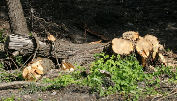 Причина гибели деревьев в Риге - cухость и соль на дорогах