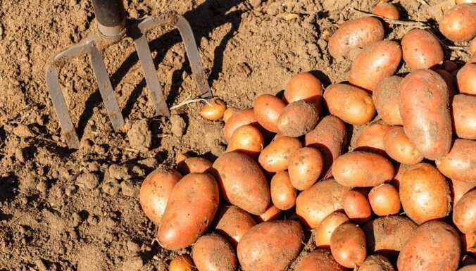 Sestdien Āgenskalna tirgū tiks svinēts Kartupeļu festivāls