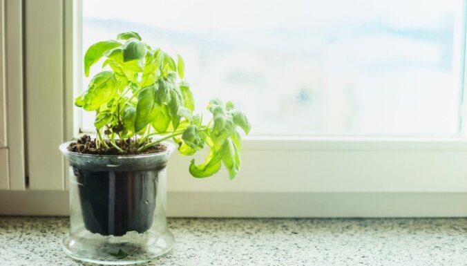 Bagātīgs garšaugu dārziņš – izplatītas kļūdas audzēšanā