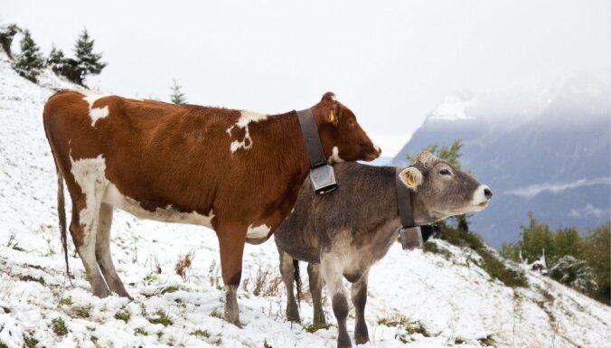 Stopiņu novadā ledū ielūzušo govju novietnē tiks veikta PVD pārbaude