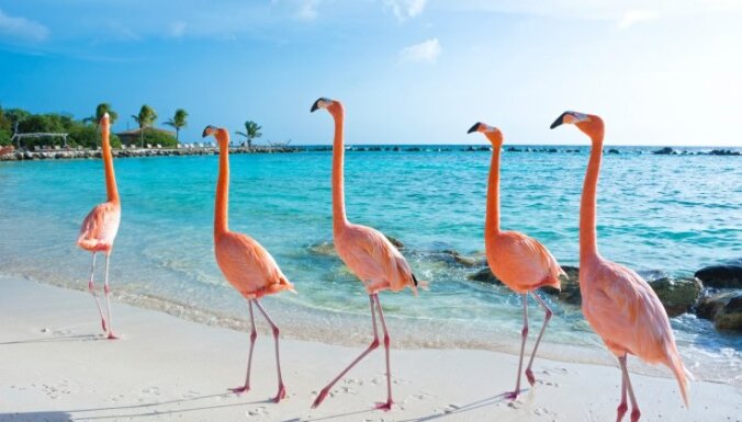 Flamingo pludmale, kur var sastapt graciozos putnus un atpūsties bez bērniem