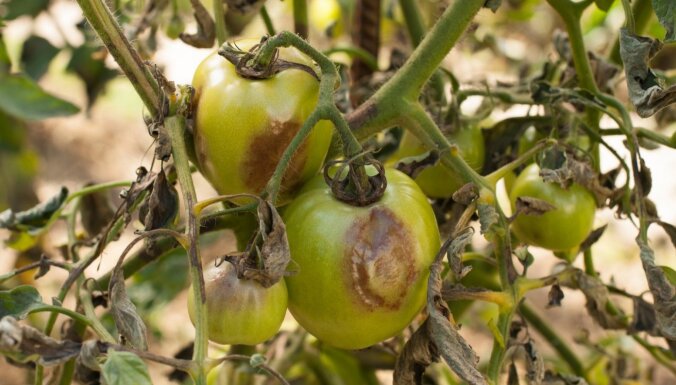 Kā tomātiem palīdzēt cīņā pret augļu brūno un pelēko puvi