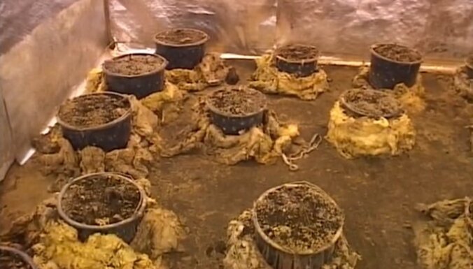 В доме в Салацгриве нашли марихуану на 100 000 латов