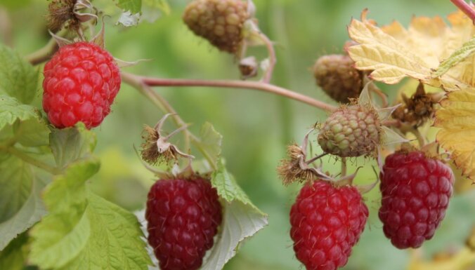 Radīts Ukrainā, piemērots Latvijai: dārzkopju iecienītas un novērtētas augļukoku un ogulāju šķirnes