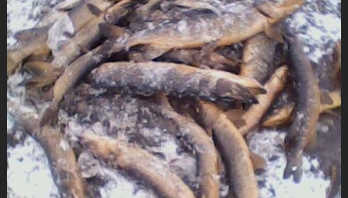 Массовый замор рыбы на Седасских болотах