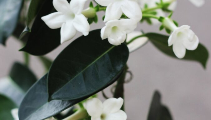 Sniegbaltie un aromātiskie ziedu ķekari – stefanote jeb Madagaskaras jasmīns