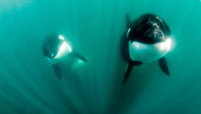 Sērijveida slepkavas okeānā – plēsoņdelfīnu pāris mērķtiecīgi medī haizivis aknu dēļ