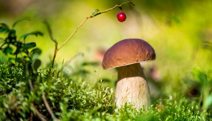 Хватит ли в этом году грибов на всех любителей "тихой охоты"?