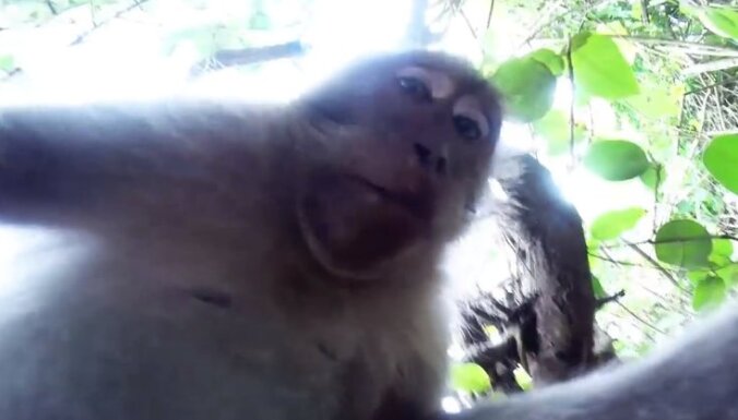 selfijs