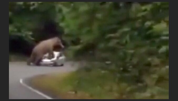 Video: Zilonis uzkāpj un samīda tūristu auto