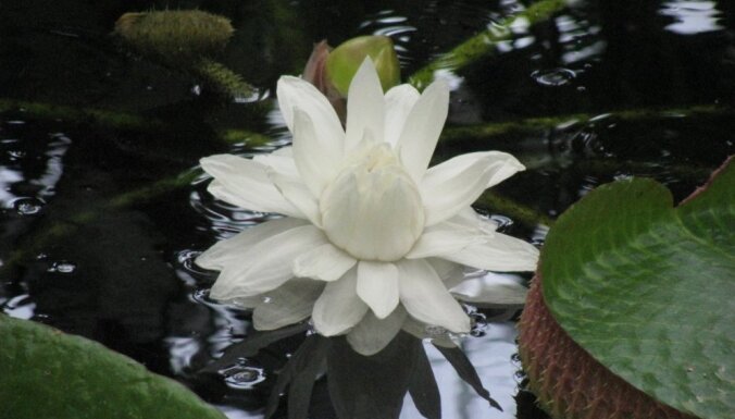 Foto: Botāniskajā dārzā uzplaucis dabas brīnums – ūdensroze Krusa viktorija
