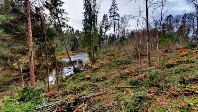 'Drīz katru stūrīti Latvijā nozāģēs?' – dabasmīļus satrauc mežizstrāde Amatas takā