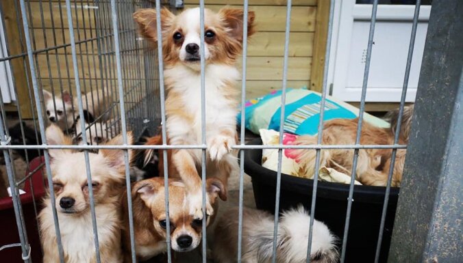 Drīzumā varēs adoptēt 57 no dzīvokļa Pārdaugavā izņemtos suņus