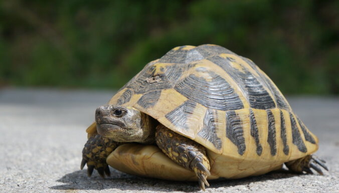 Ņūdžersijā glābēji ar suni nedēļu meklē izbēgušu 45 kilogramus smagu bruņurupuci