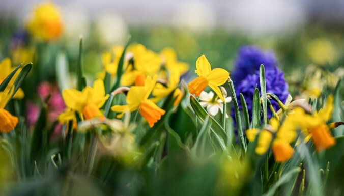 Maijā notiks pirmais Pavasara ziedu festivāls Lietuvas Pakrojas muižā