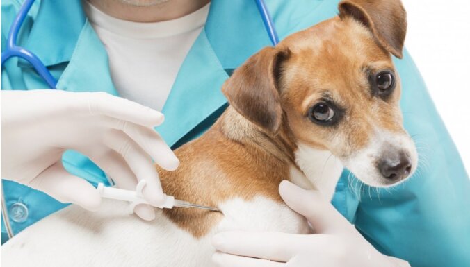 Совет по конкуренции выступает против предложенного порядка чипирования собак