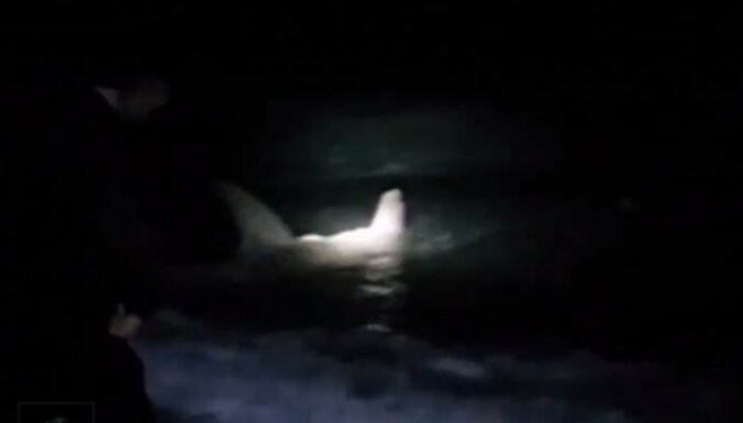 Video: ASV zvejnieki palīdz dzemdēt milzu haizivij