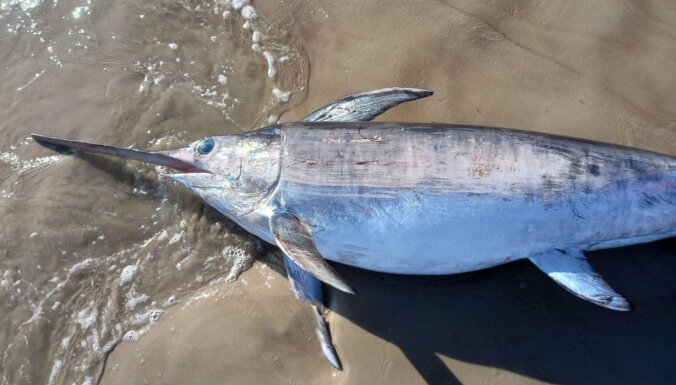 На Лиепайский пляж выбросило 80-килограммовую рыбу-меч