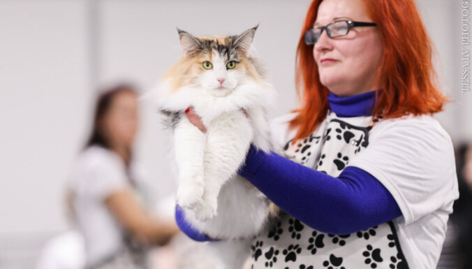 Starptautiskā kaķu izstādē Rīgā noskaidroti labākie peļu junkuri