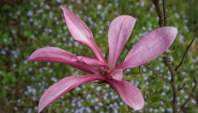 Dabas untumi: neierasti garās vasaras dēļ Salaspilī otrreiz zied magnolijas