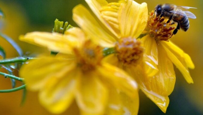 В России массово гибнут пчелы. Что происходит?