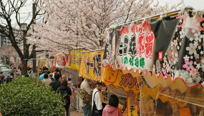 Foto: Burvīgā sakuru ziedēšana Japānā latvieša acīm