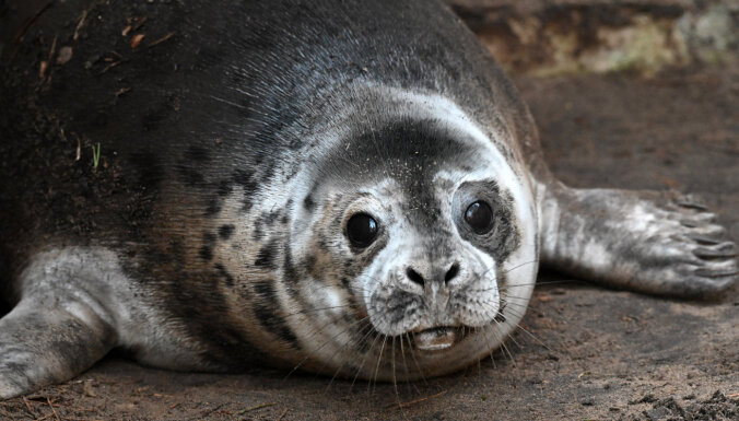 На выходных в Рижском зоопарке пройдут Дни тюленей