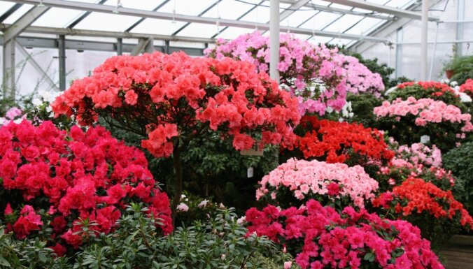 ФОТО: Буйство красок среди зимы: в Ботаническом саду ЛУ цветет самая большая в Балтии коллекция азалий