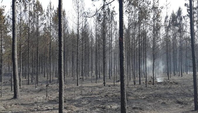 Госслужба леса предупреждает: с понедельника начинается пожароопасный сезон