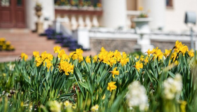 ФОТО. В мае в Пакруойском поместье пройдет первый Весенний фестиваль цветов