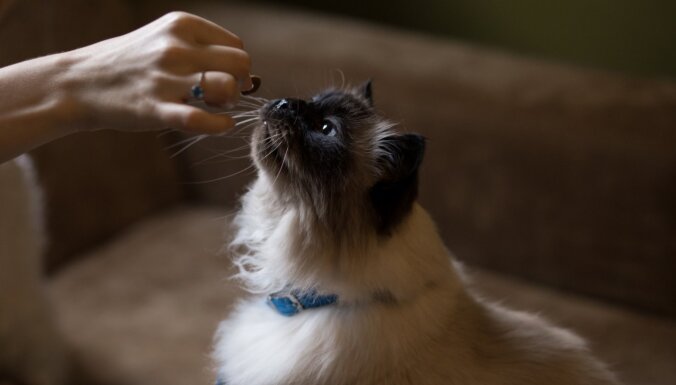 Kaķu zinātne: kāpēc minči nevēlas 'iespringt', lai tiktu pie maltītes