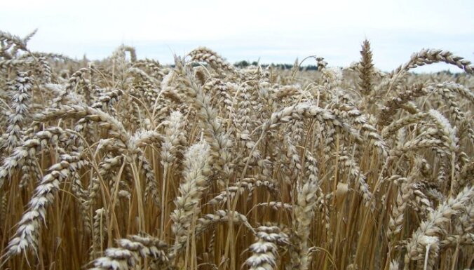 Reuters: Турция обсуждает с Россией и Украиной открытие коридора для экспорта зерна