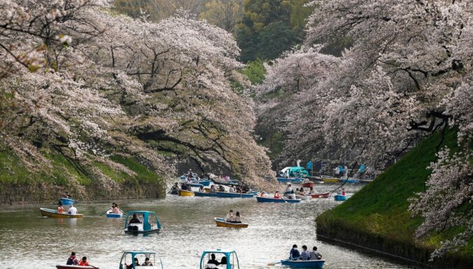 Foto: Japānā un Vašingtonā sācies ķiršu ziedēšanas laiks; tie zied rekordagri