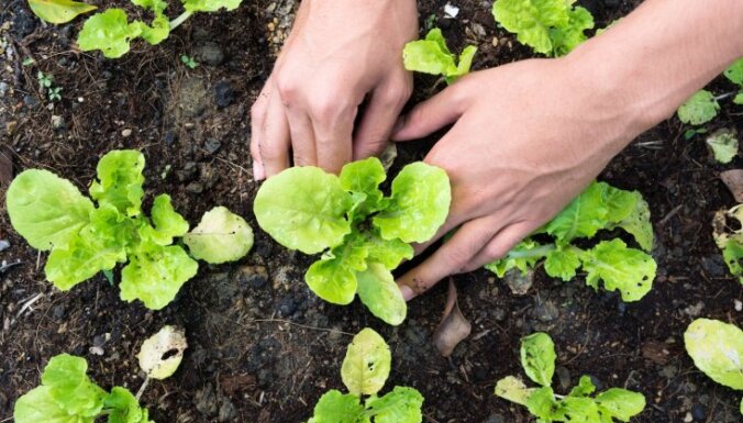 Kraukšķīgo salātu sējas laiks – kā izaudzēt brangu pirmo pavasara ražu