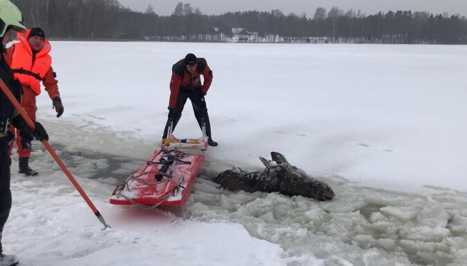 ФОТО. На озере под лед провалился лось: на помощь пришли спасатели