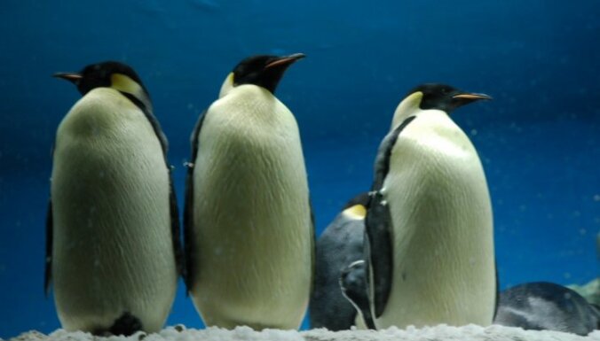Zoologi noskaidrojuši, kāpēc pingvīni nelido