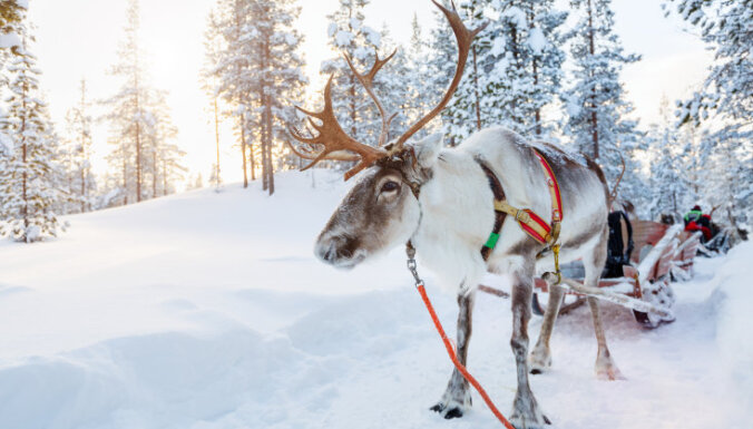 Земля 180 тысяч оленей и одного Санта-Клауса: зачем зимой ехать в финскую Лапландию