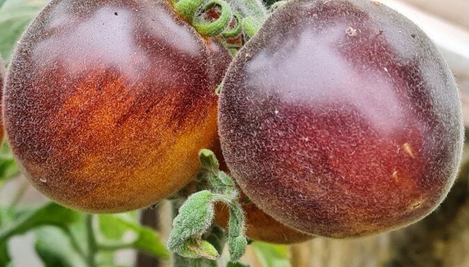 Селекционер рекомендует: новые необычные сорта томатов, которые стоит вырастить этим летом
