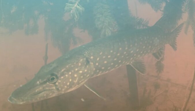 Sākas video tiešraide zivju nārstam Daugavā