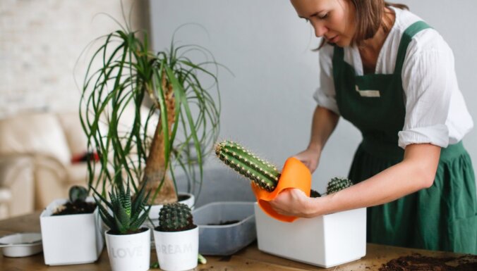 Ātri un bez sadurstītām rokām: padomi, kā pārstādīt kaktusu