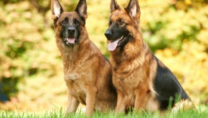 Valsts policijai izdevies pārdot divus dienestam vairs nederīgos suņus