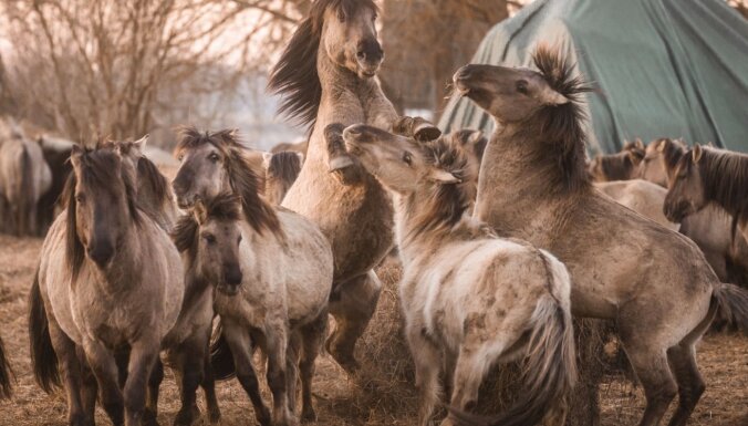 Foto: Jelgavā savvaļas zirgiem atskrējuši kumeliņi