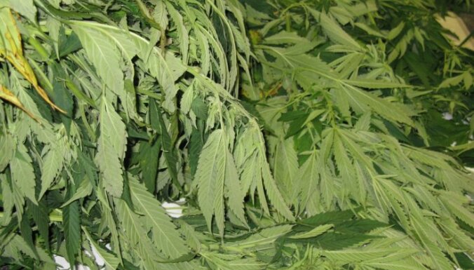 В ходе обысков полиция изъяла 200 кг марихуаны