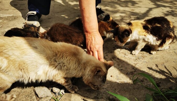 Palīdzi palīdzēt! Labdarības kampaņā aicina ziedot dzīvniekiem Ukrainā