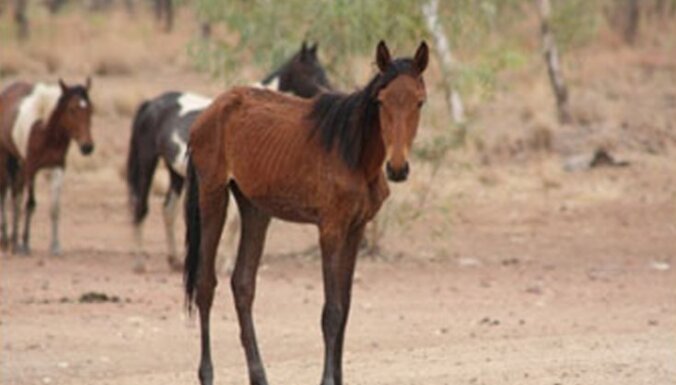 Austrālija plāno izšaut 10 000 savvaļas zirgu