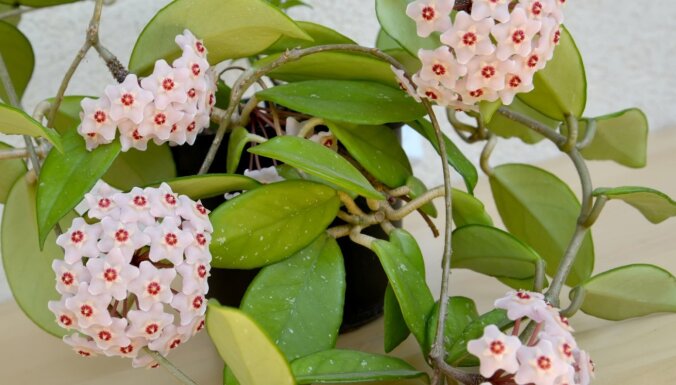 Vaska puķe un daiļās papardes – telpaugi, kas mājoklī radīs eksotisku noskaņu
